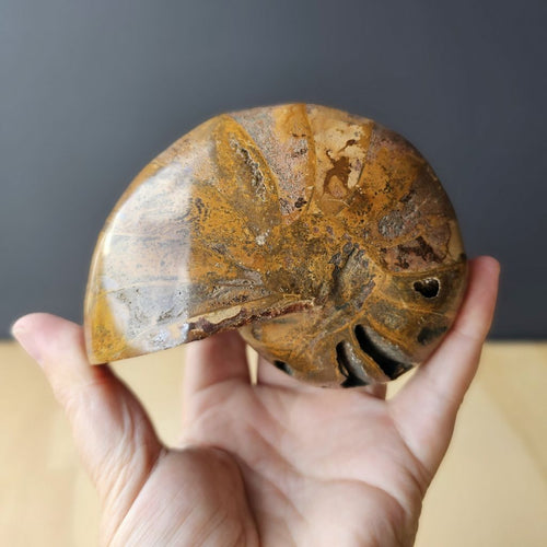 Ammonite Nautilus Fossil | Amber Tide