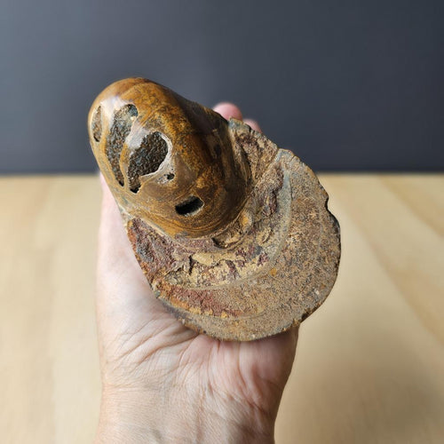 Ammonite Nautilus Fossil | Amber Tide