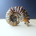 Ammonite Nautilus Fossil | Ancient Ocean Spiral