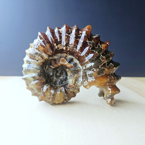Ammonite Nautilus Fossil | Ancient Ocean Spiral