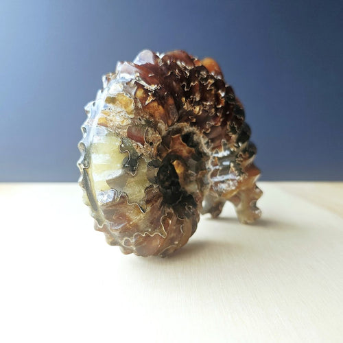 Ammonite Nautilus Fossil | Ancient Ocean Spiral
