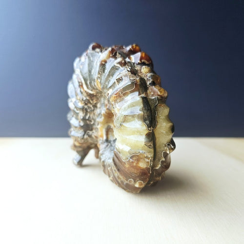 Ammonite Nautilus Fossil | Ancient Ocean Spiral