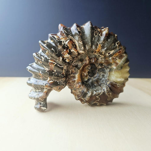 Ammonite Nautilus Fossil | Ancient Ocean Spiral