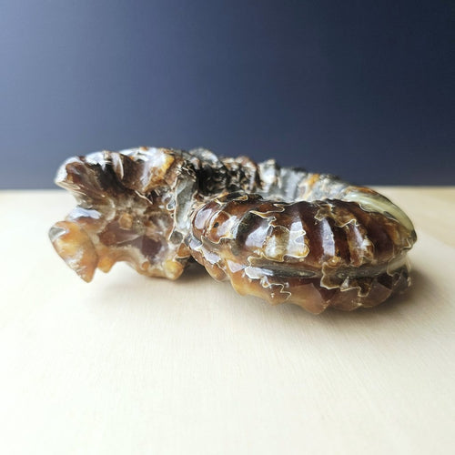 Ammonite Nautilus Fossil | Ancient Ocean Spiral