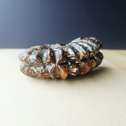 Ammonite Nautilus Fossil | Ancient Ocean Spiral