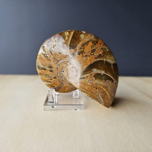 Ammonite Nautilus Fossil | Celestial Nautilus