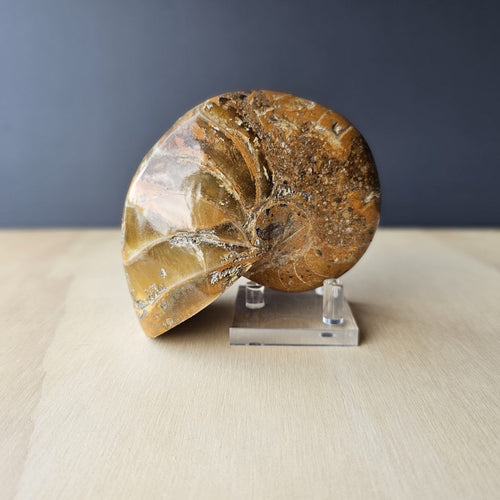 Ammonite Nautilus Fossil | Celestial Nautilus