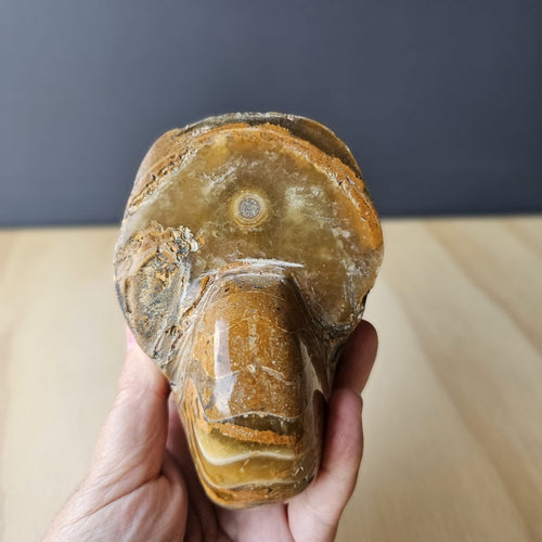 Ammonite Nautilus Fossil | Celestial Nautilus