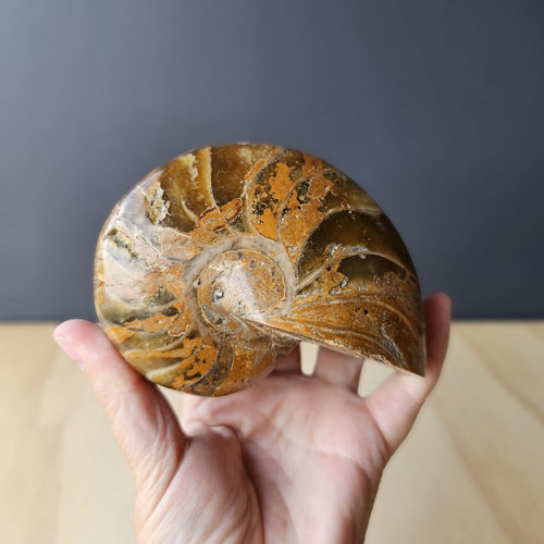 Ammonite Nautilus Fossil | Celestial Nautilus