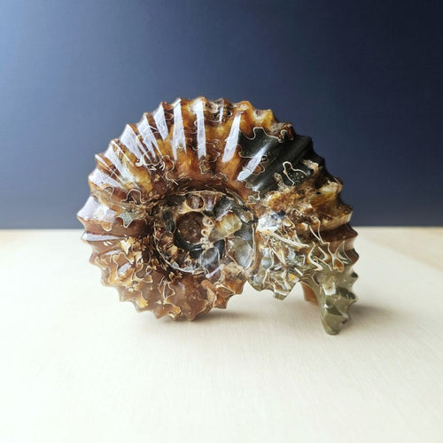 Ammonite Nautilus Fossil | Infinity Current