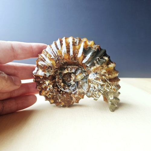 Ammonite Nautilus Fossil | Infinity Current