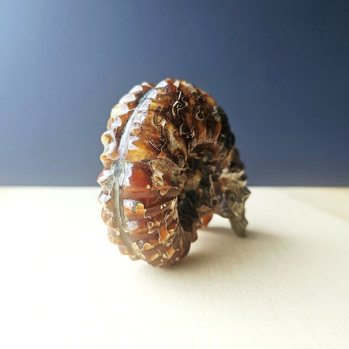 Ammonite Nautilus Fossil | Infinity Current