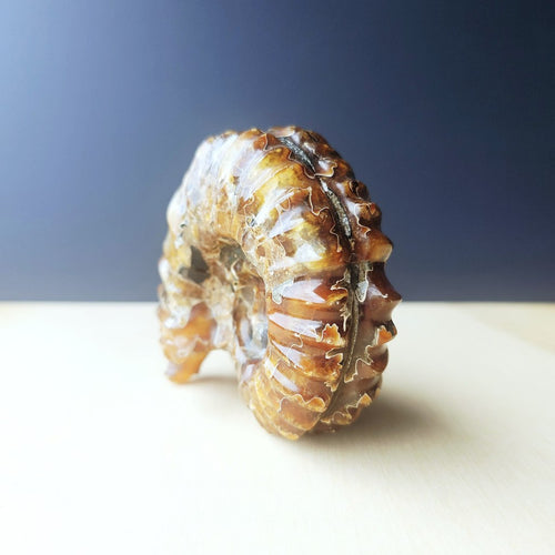 Ammonite Nautilus Fossil | Infinity Current