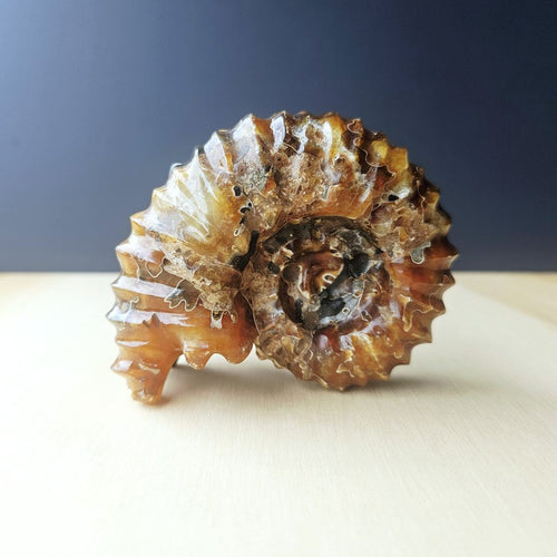 Ammonite Nautilus Fossil | Infinity Current