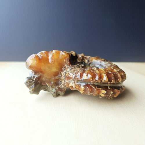 Ammonite Nautilus Fossil | Infinity Current