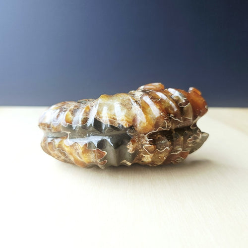 Ammonite Nautilus Fossil | Infinity Current