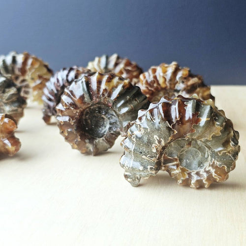 Ammonite Nautilus Fossil | Large