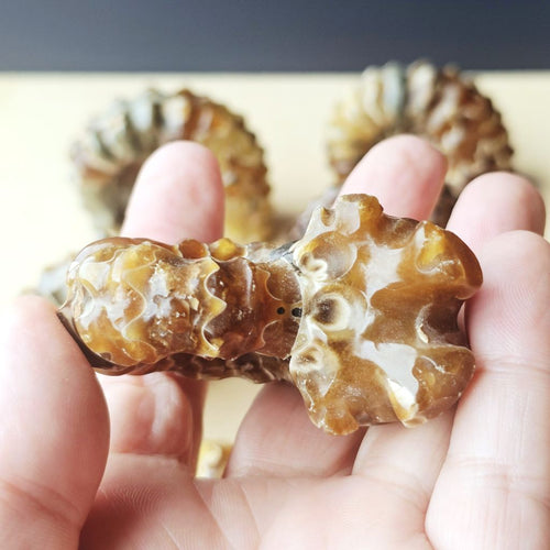 Ammonite Nautilus Fossil | Large