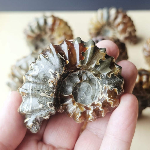 Ammonite Nautilus Fossil | Large