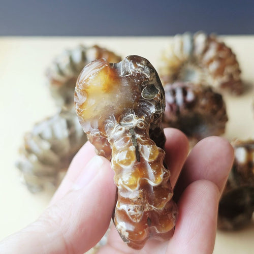 Ammonite Nautilus Fossil | Large