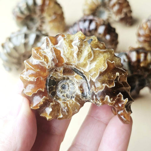 Ammonite Nautilus Fossil | Large