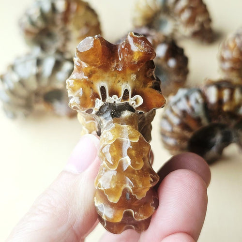 Ammonite Nautilus Fossil | Large
