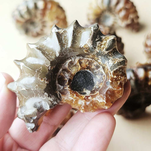 Ammonite Nautilus Fossil | Large