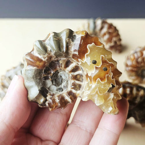 Ammonite Nautilus Fossil | Large