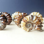 Ammonite Nautilus Fossil | Medium