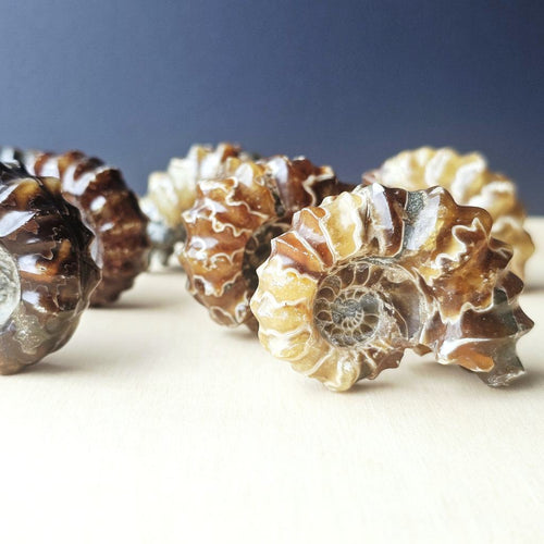 Ammonite Nautilus Fossil | Medium