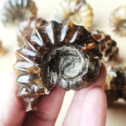 Ammonite Nautilus Fossil | Medium
