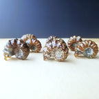 Ammonite Nautilus Fossil | Small