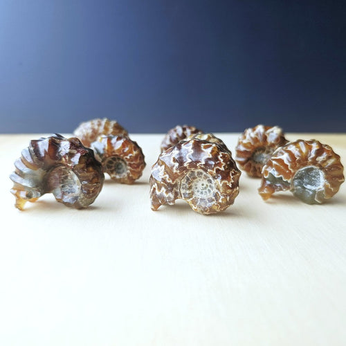 Ammonite Nautilus Fossil | Small