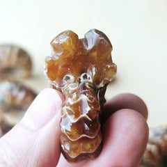 Ammonite Nautilus Fossil | Small
