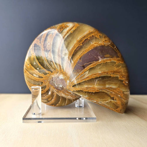 Ammonite Nautilus Fossil | The Golden Ratio
