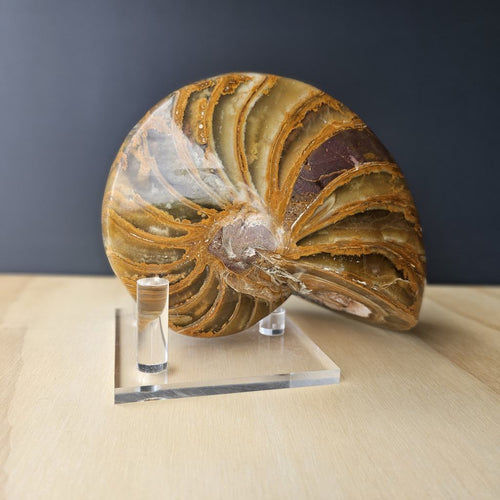 Ammonite Nautilus Fossil | The Golden Ratio