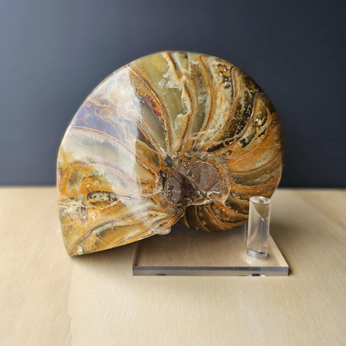 Ammonite Nautilus Fossil | The Golden Ratio