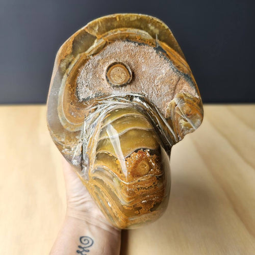 Ammonite Nautilus Fossil | The Golden Ratio