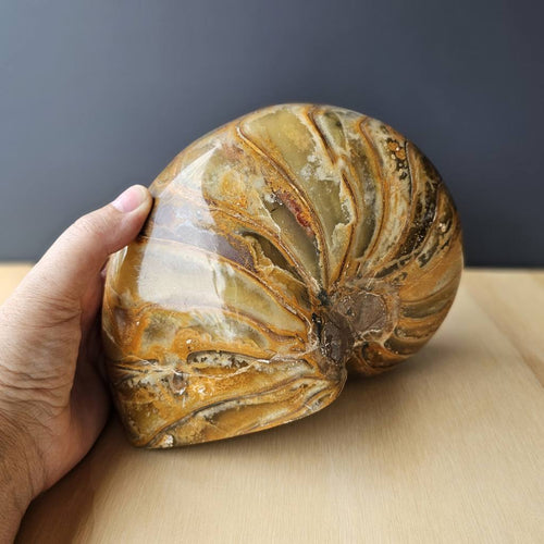 Ammonite Nautilus Fossil | The Golden Ratio