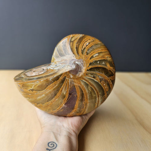 Ammonite Nautilus Fossil | The Golden Ratio