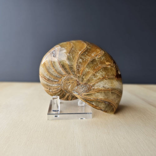 Ammonite Nautilus Fossil | Tidal Relic