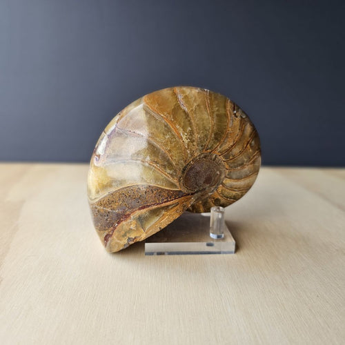 Ammonite Nautilus Fossil | Tidal Relic
