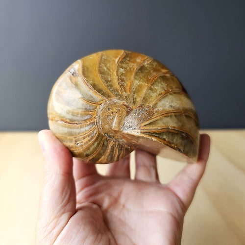 Ammonite Nautilus Fossil | Tidal Relic