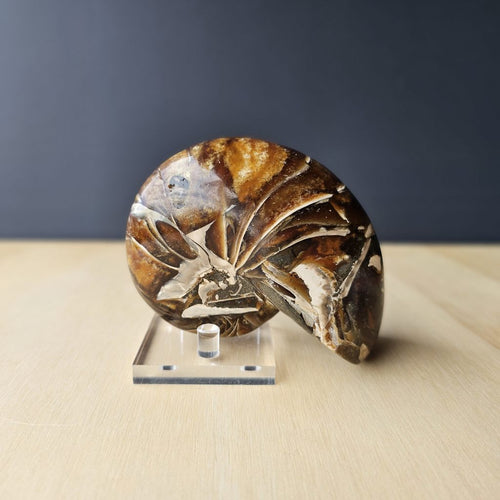 Ammonite Nautilus Opalised Fossil | Infinite Current