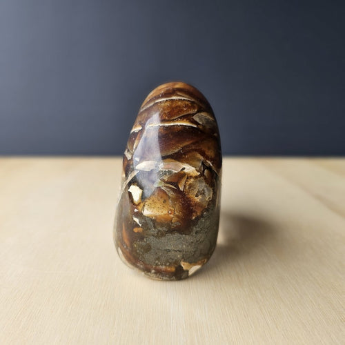 Ammonite Nautilus Opalised Fossil | Infinite Current