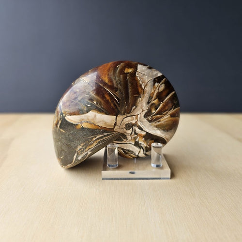 Ammonite Nautilus Opalised Fossil | Infinite Current