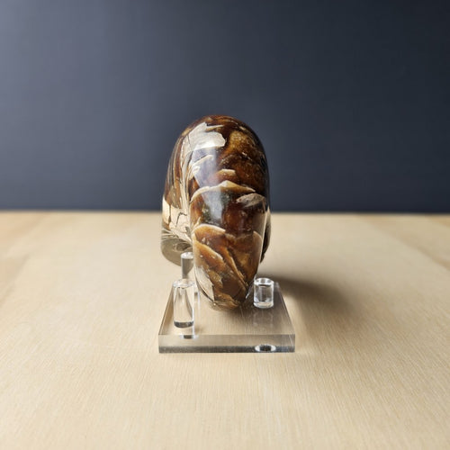 Ammonite Nautilus Opalised Fossil | Infinite Current