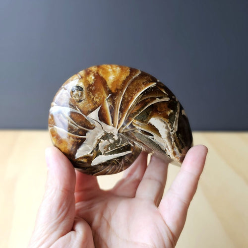 Ammonite Nautilus Opalised Fossil | Infinite Current