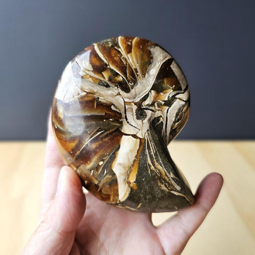 Ammonite Nautilus Opalised Fossil | Infinite Current