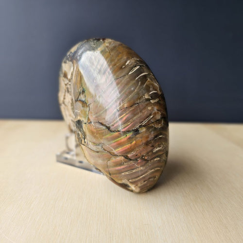 Ammonite Nautilus Opalised Fossil | Infinity Current